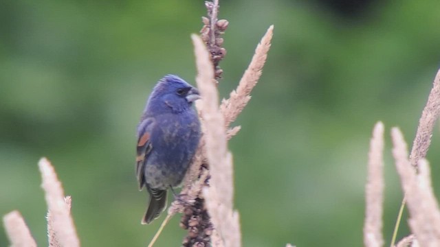 Blue Grosbeak - ML460557721