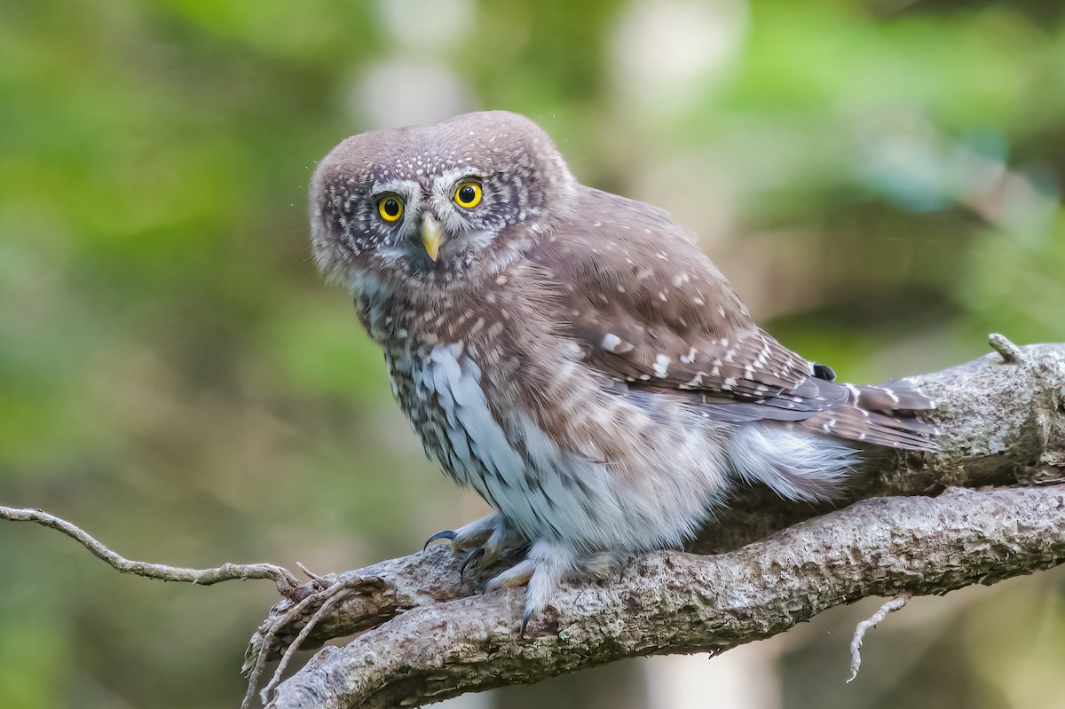 Eurasian Pygmy-Owl - ML460558751