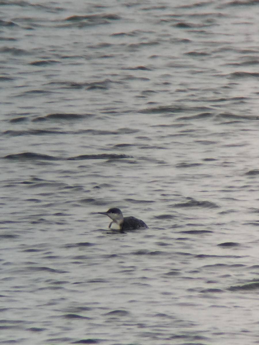 Red-throated Loon - Scott Peterson