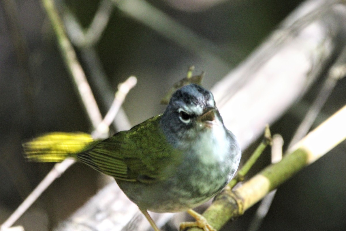 Olivflanken-Waldsänger - ML460559491