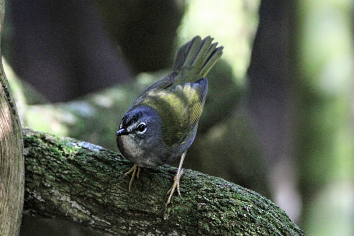 White-browed Warbler - ML460559551