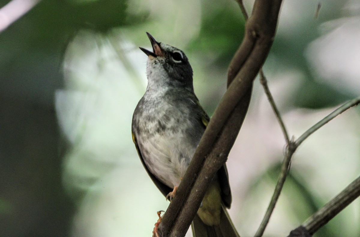 White-browed Warbler - Paulo Valadao