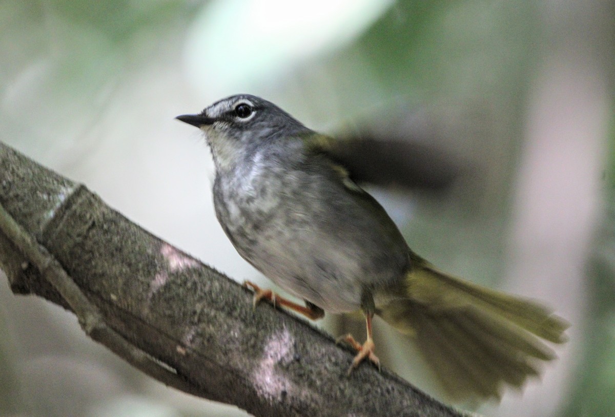 White-browed Warbler - ML460559601