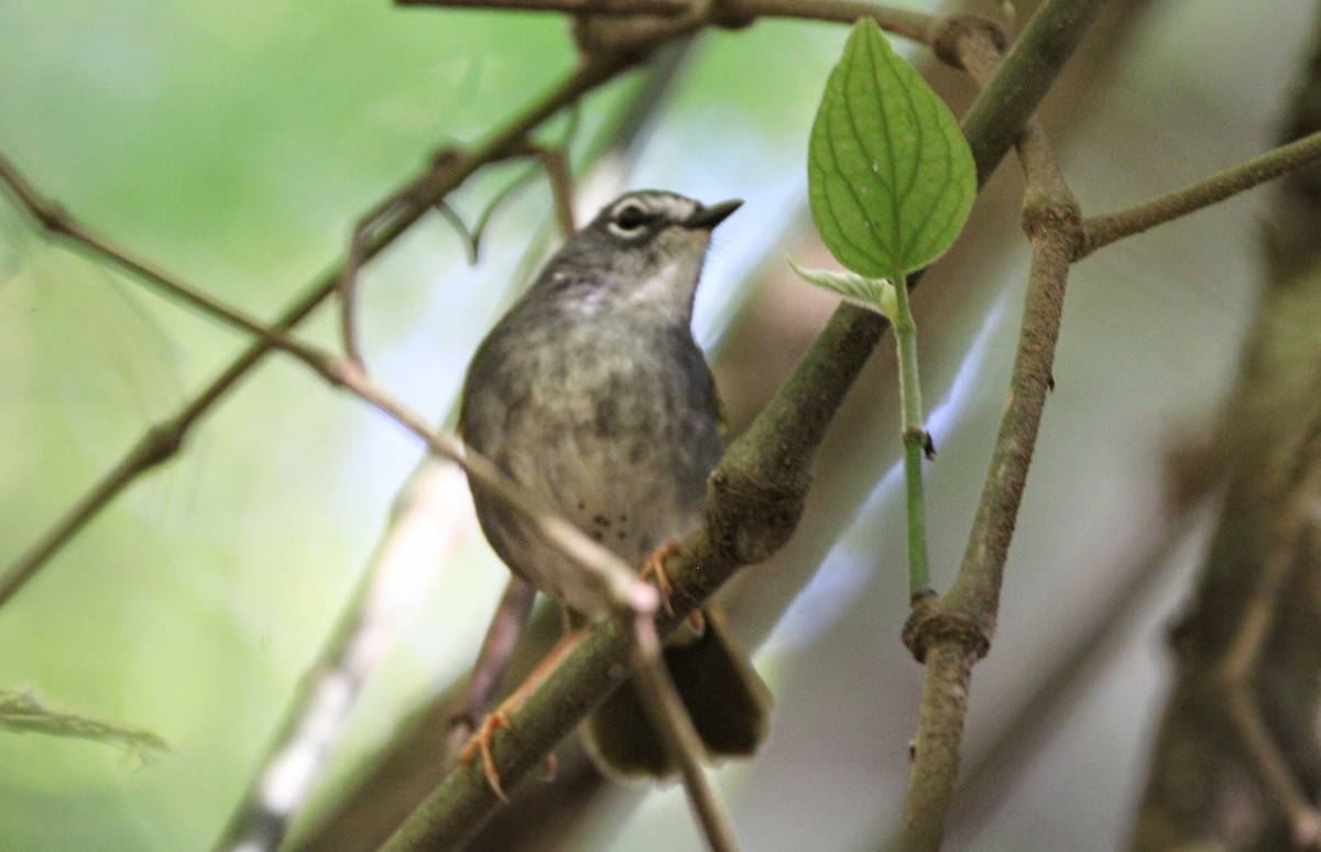 White-browed Warbler - ML460559741