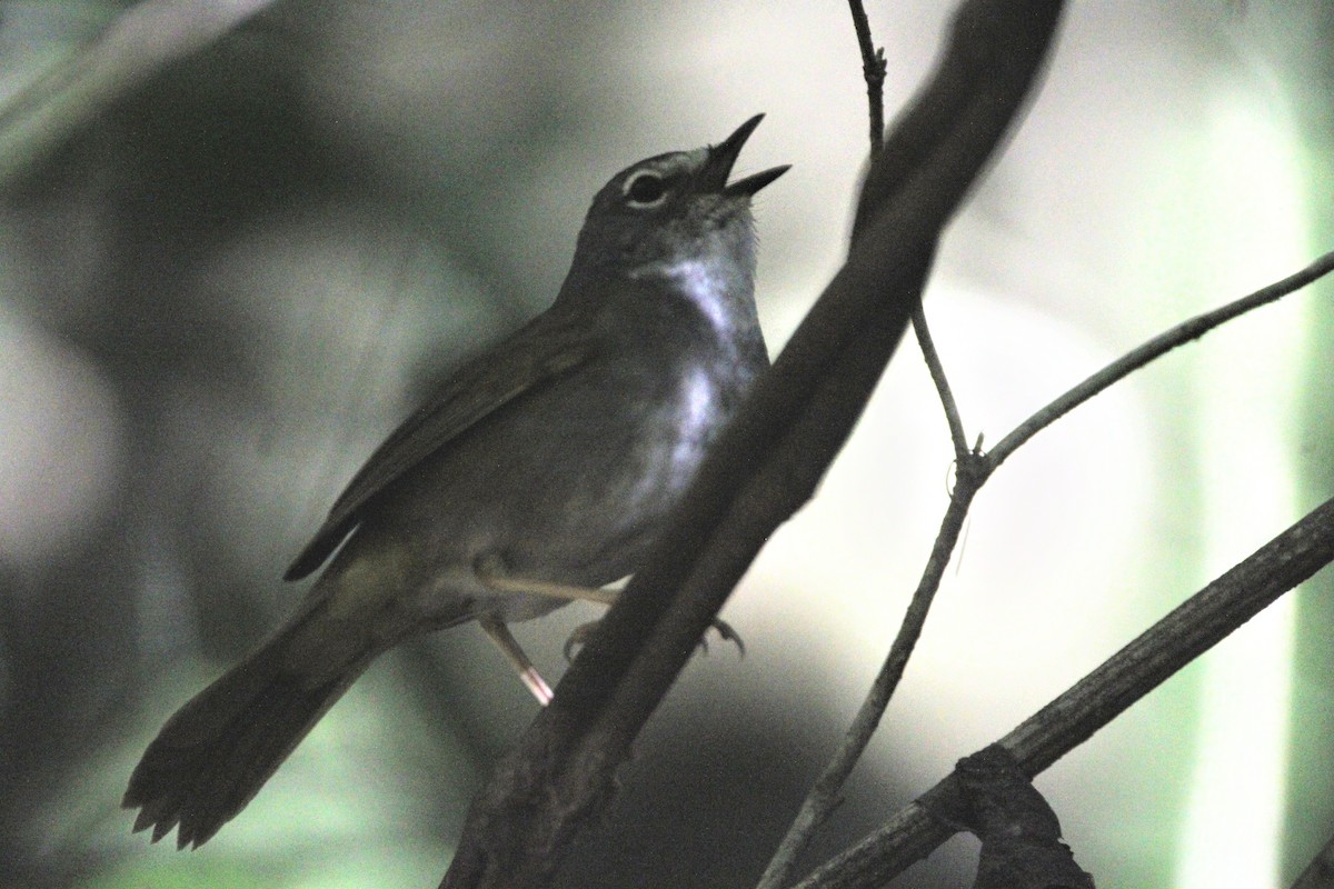 White-browed Warbler - ML460559791