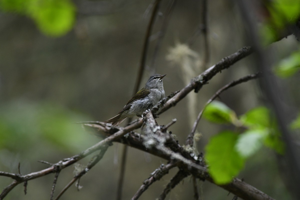 Tennessee Warbler - ML460560071