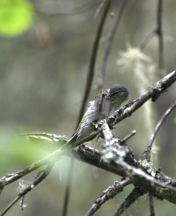 Tennessee Warbler - Emma N