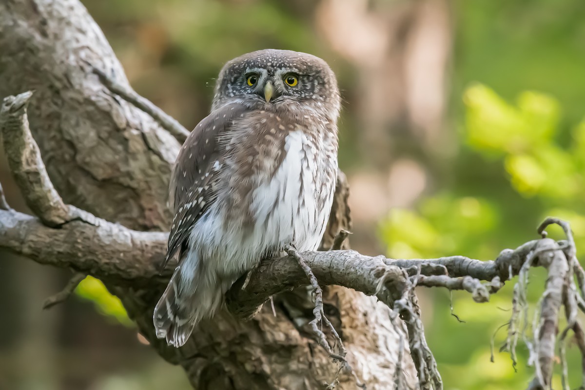 Eurasian Pygmy-Owl - ML460560461