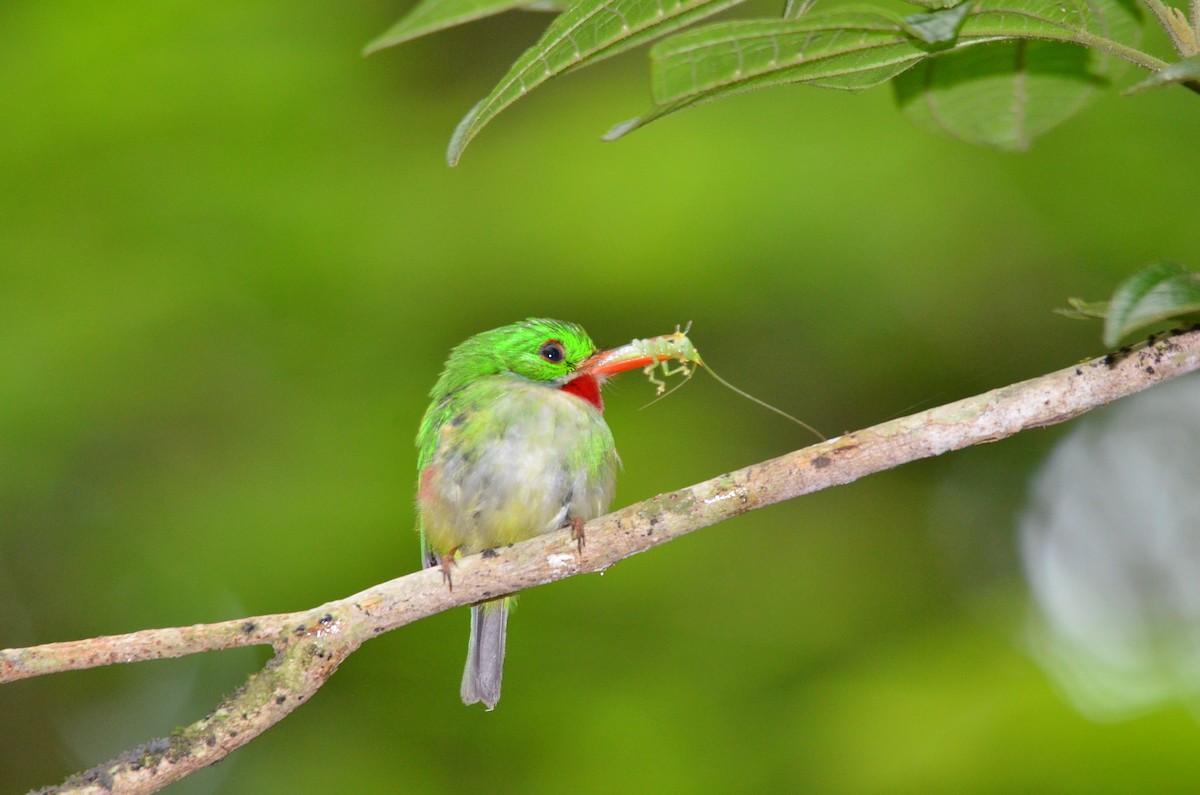 Jamaican Tody - ML460560551