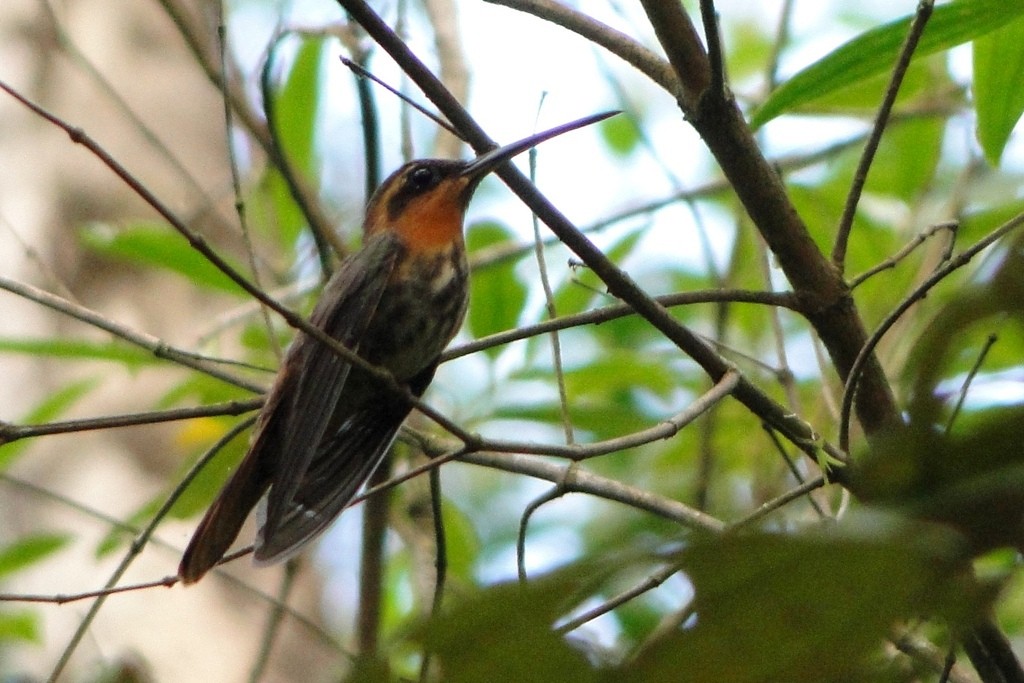 Saw-billed Hermit - ML46056161