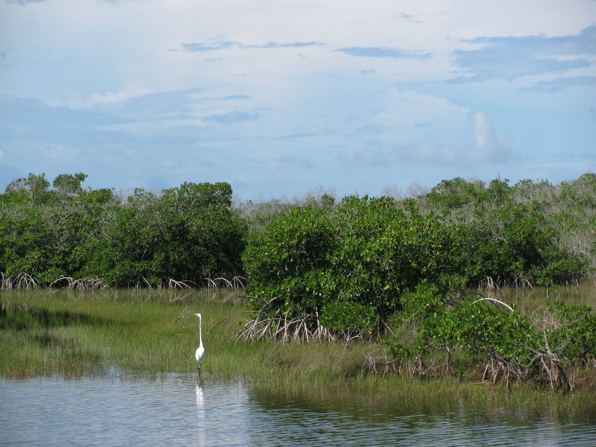 Great Egret - ML460561621