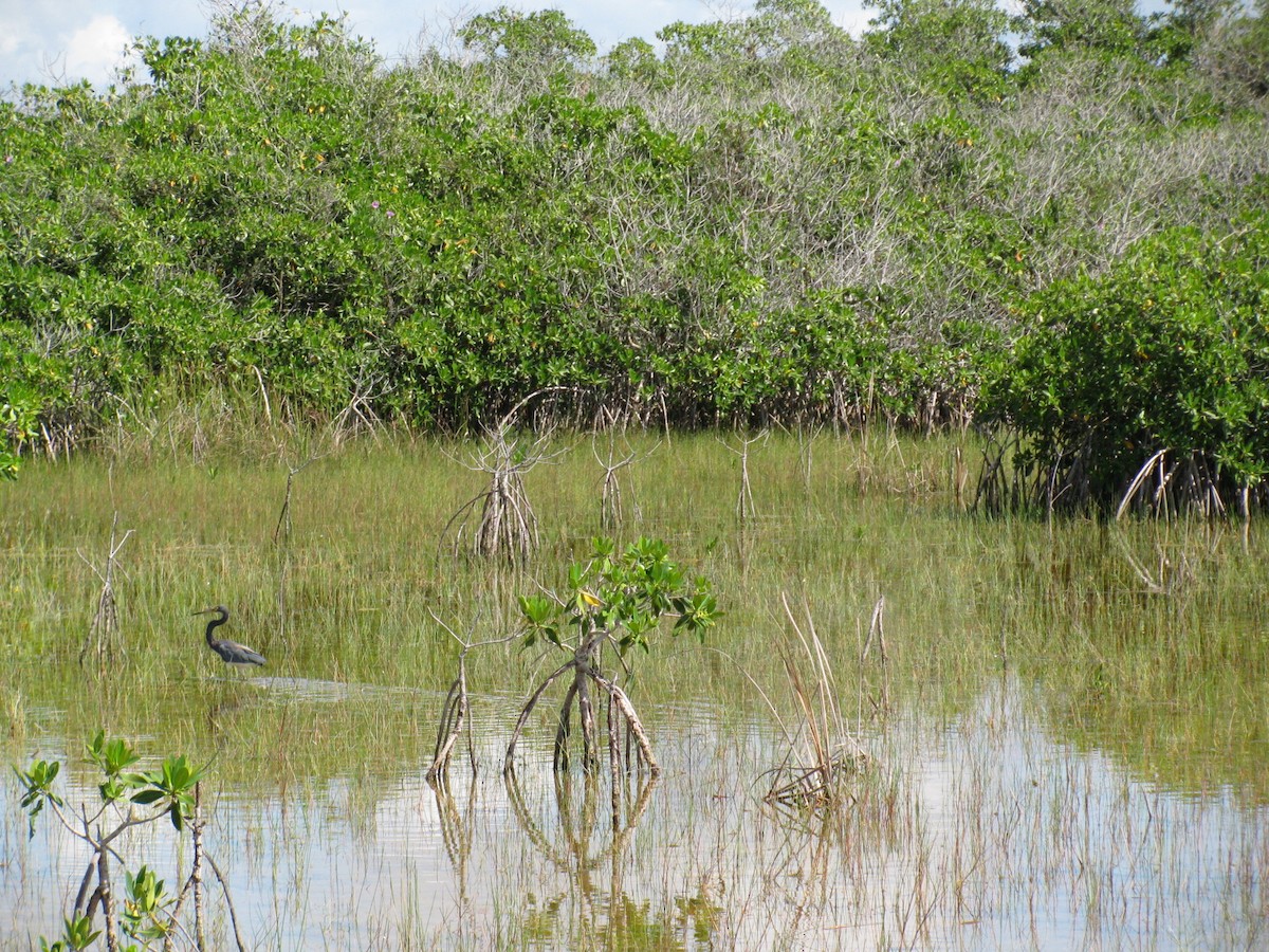 Tricolored Heron - ML460561691