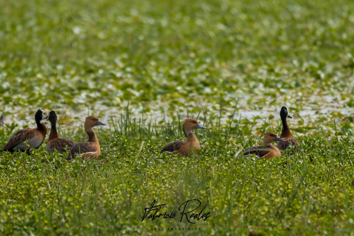 Suirirí Bicolor - ML460561921