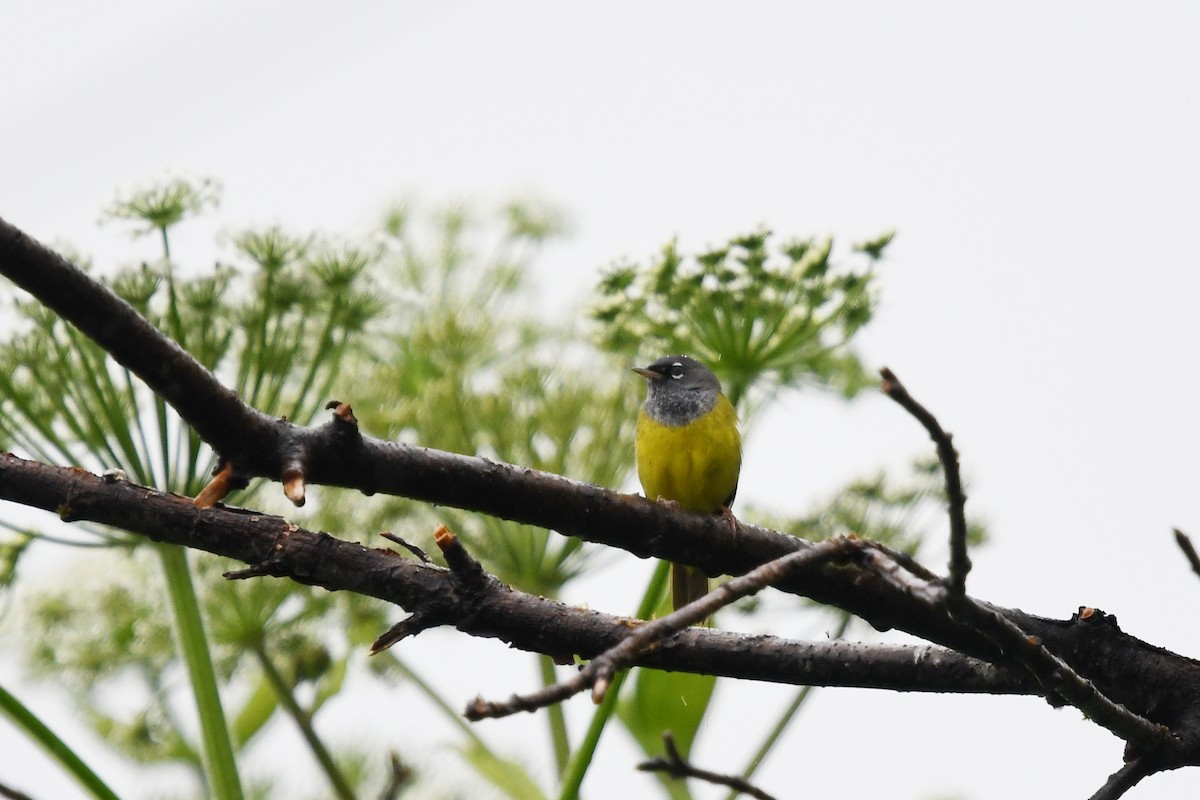 MacGillivray's Warbler - Steve Heinl