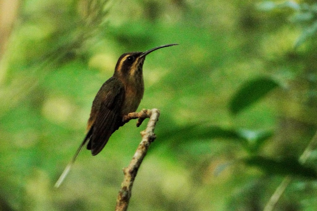 Dunkelkehl-Schattenkolibri - ML46056481