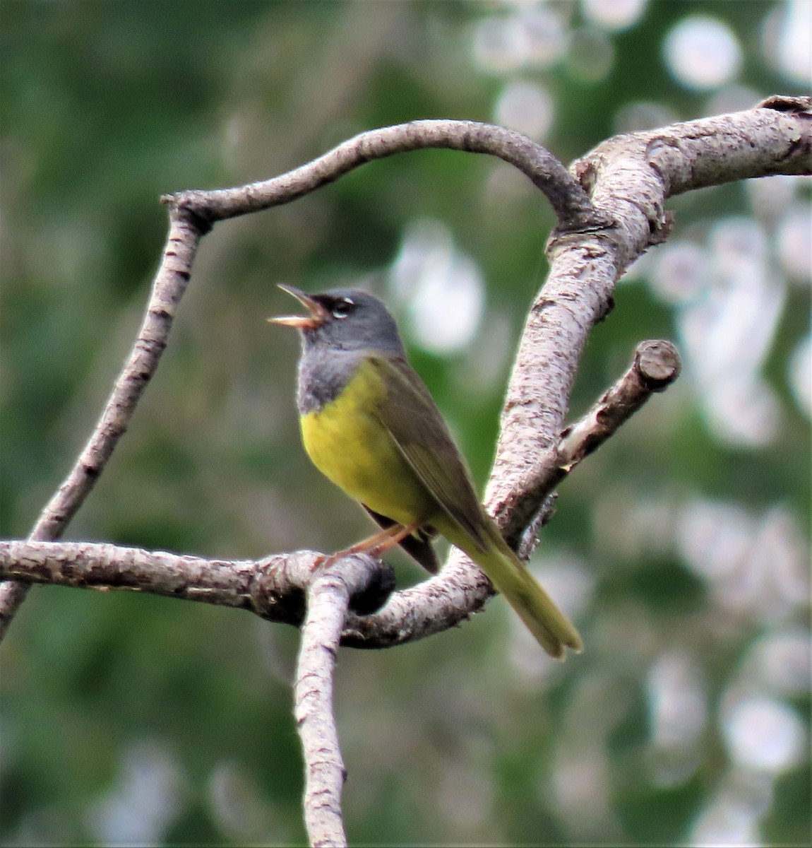 MacGillivray's Warbler - ML460566161