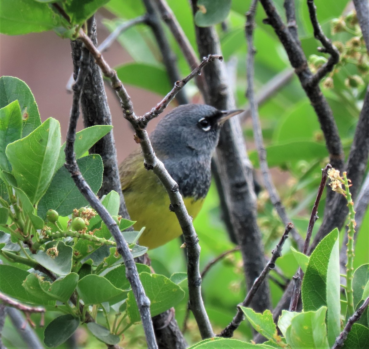 MacGillivray's Warbler - ML460566171