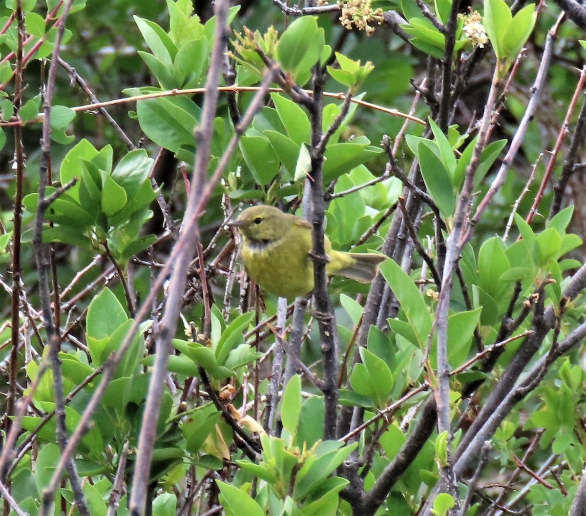 Orange-crowned Warbler - ML460566281