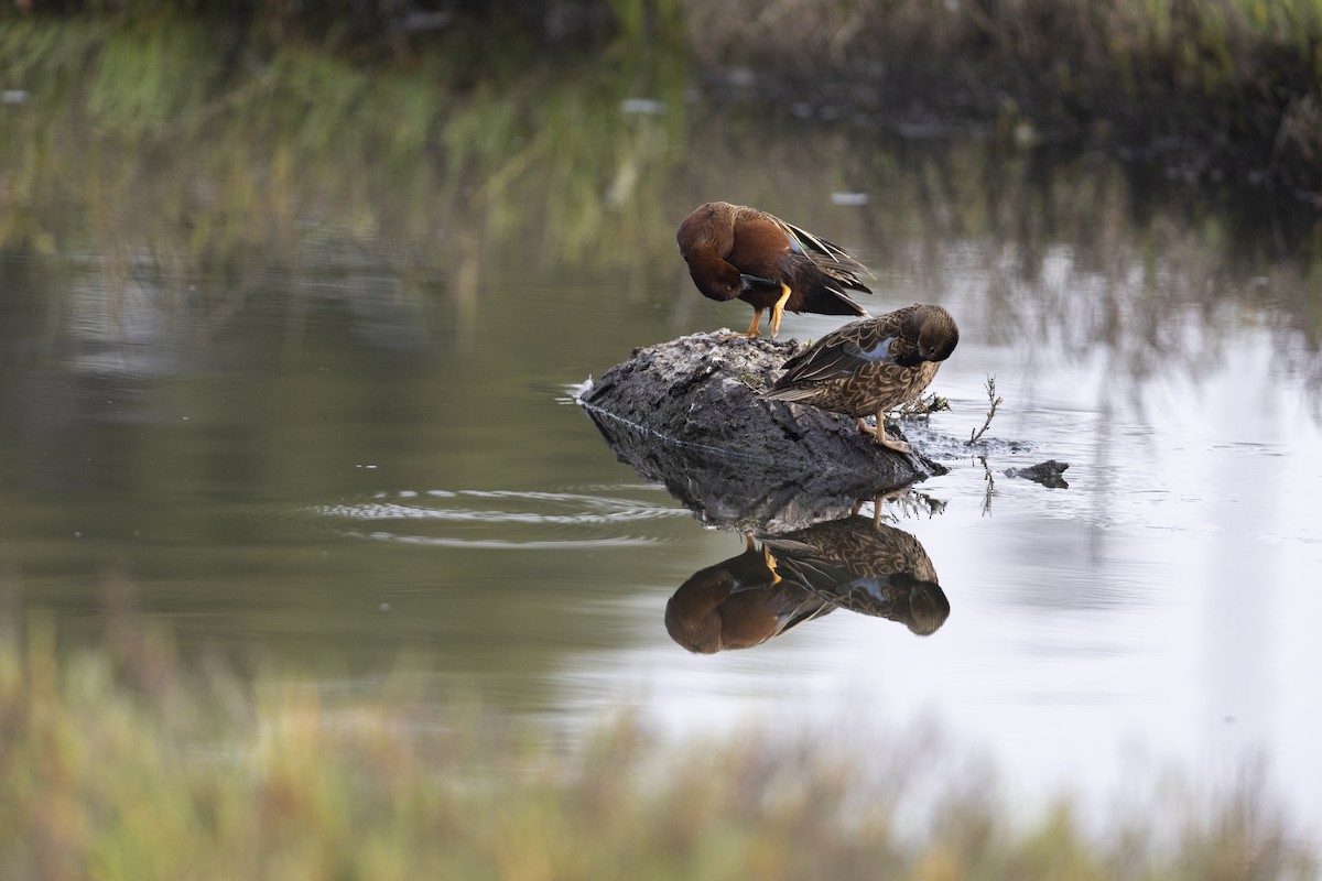 Cinnamon Teal - Michael Stubblefield