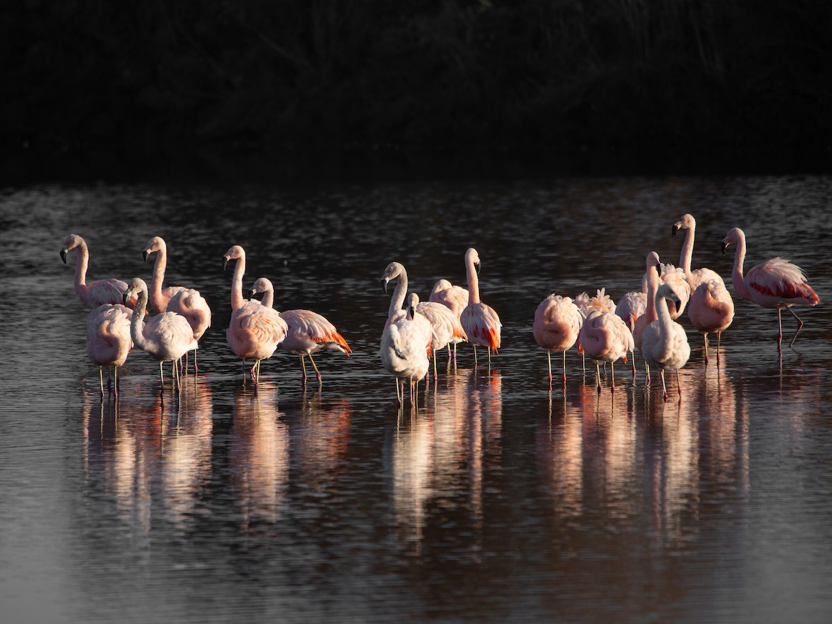 Chilean Flamingo - Martín  Perez