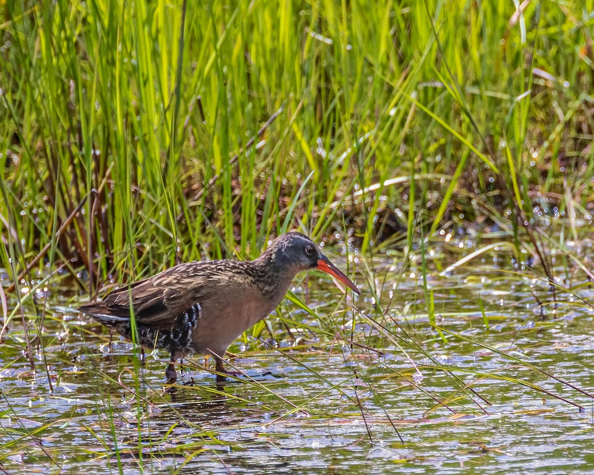 Virginia Rail - ML460566991