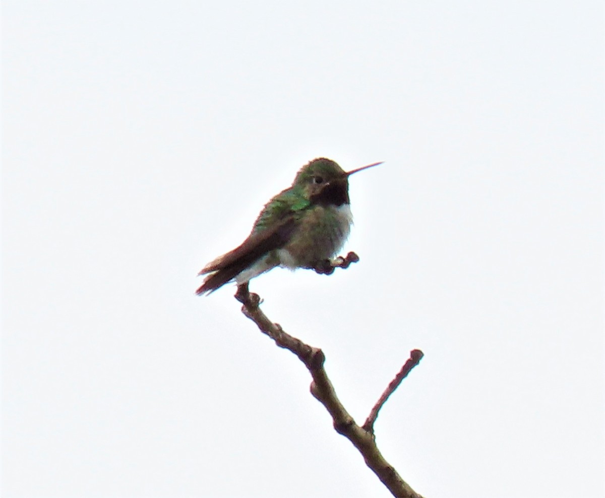 Broad-tailed Hummingbird - ML460567031