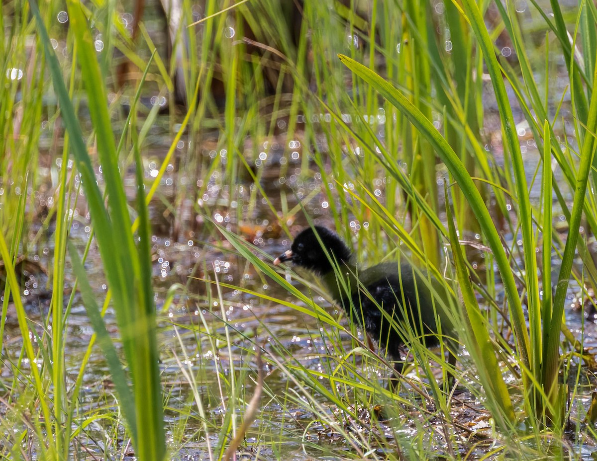 Virginia Rail - ML460567091