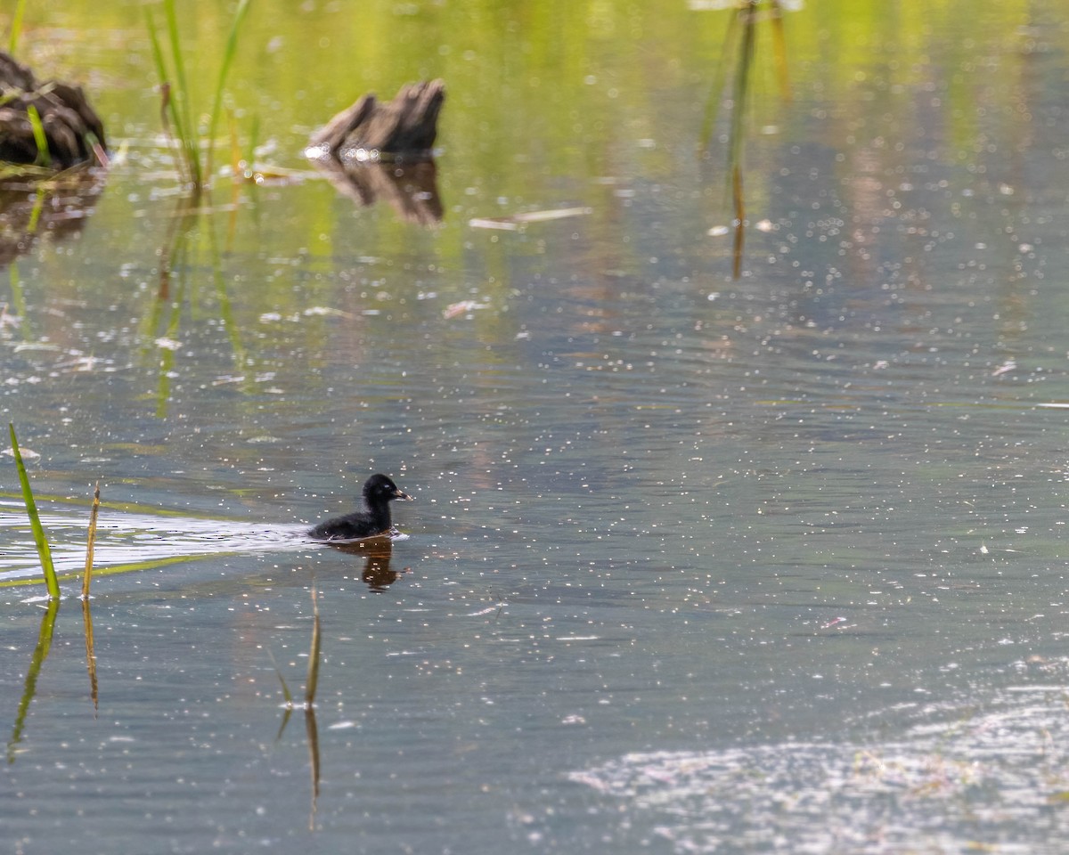 Virginia Rail - ML460567261