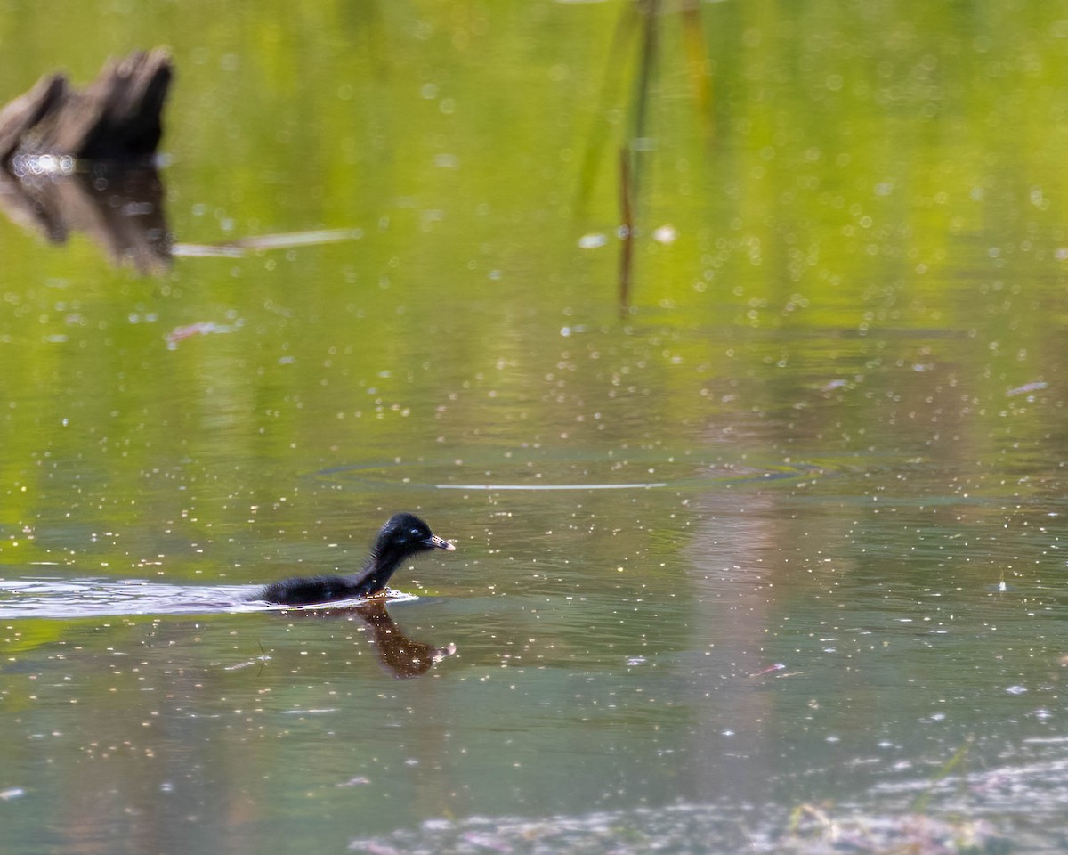 Virginia Rail - ML460567311