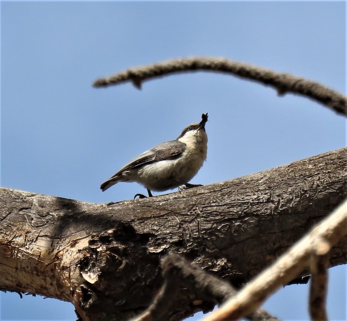 Pygmy Nuthatch - ML460567481