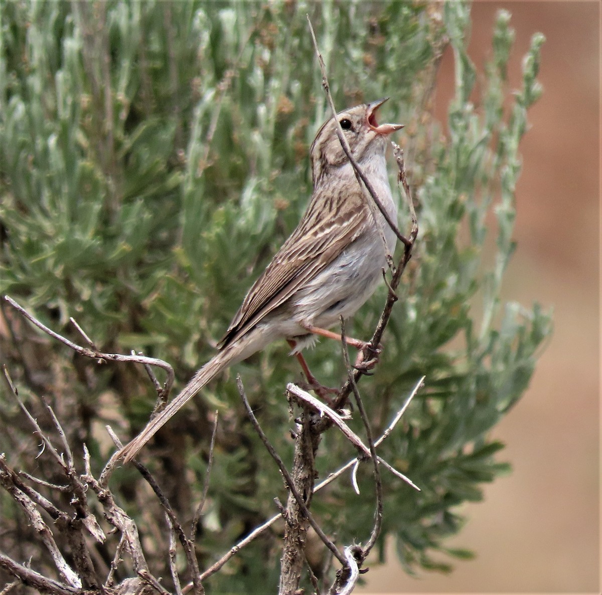 Brewer's Sparrow - ML460567601