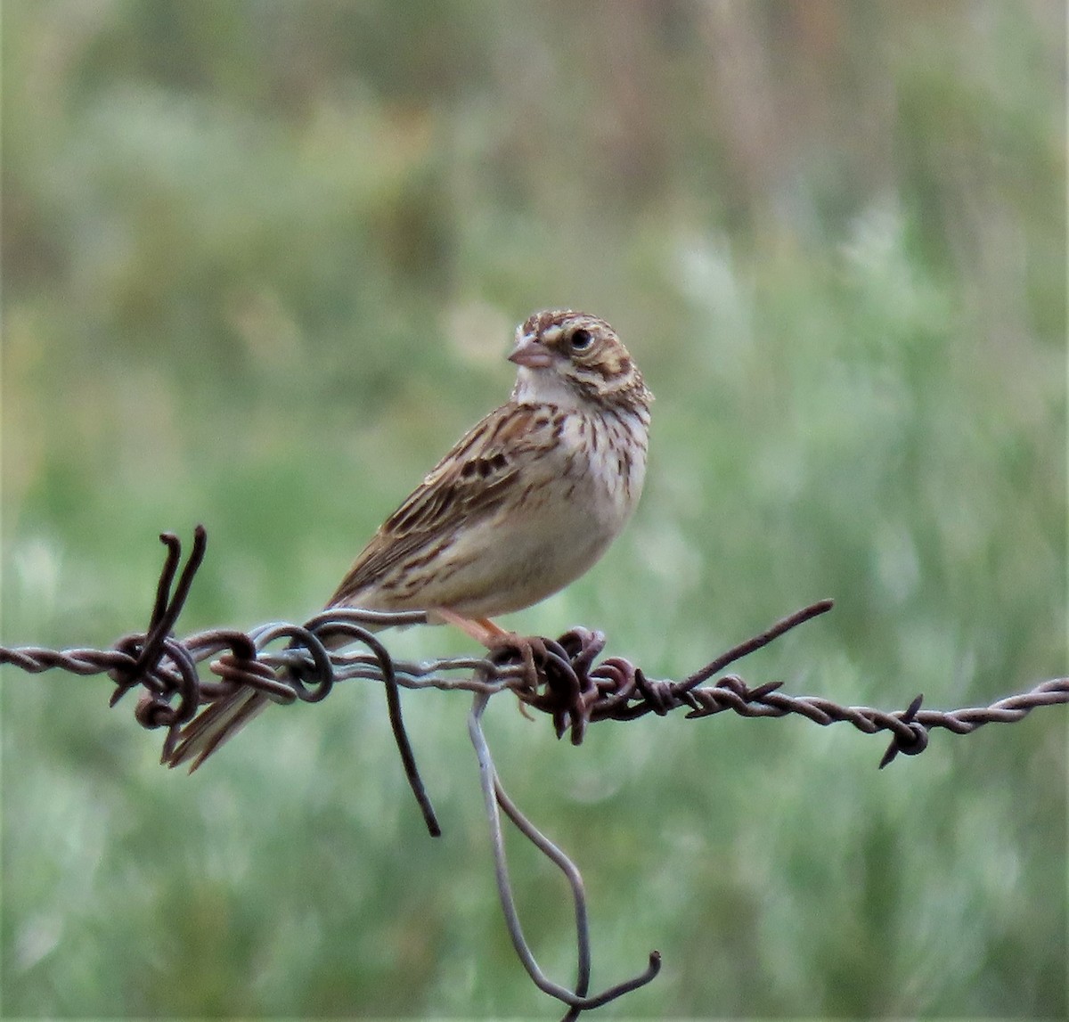 Vesper Sparrow - ML460567781