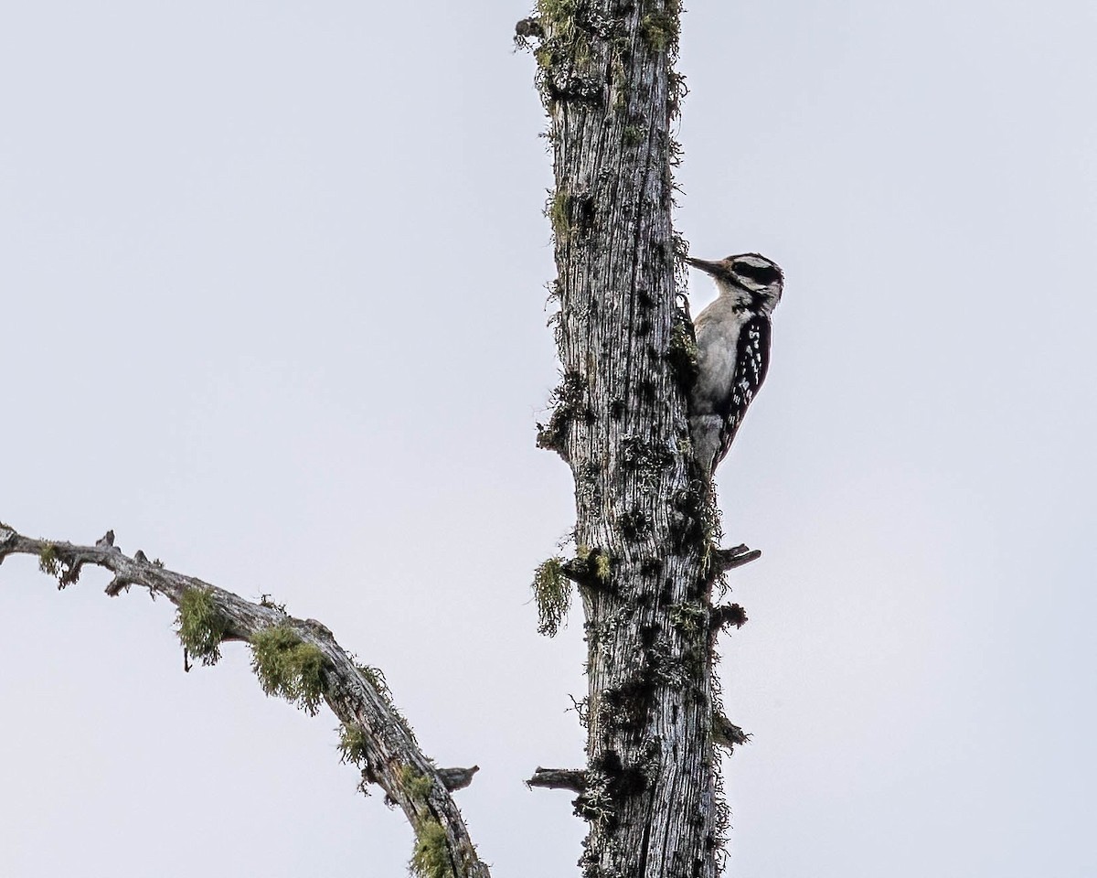 Hairy Woodpecker - ML460568491