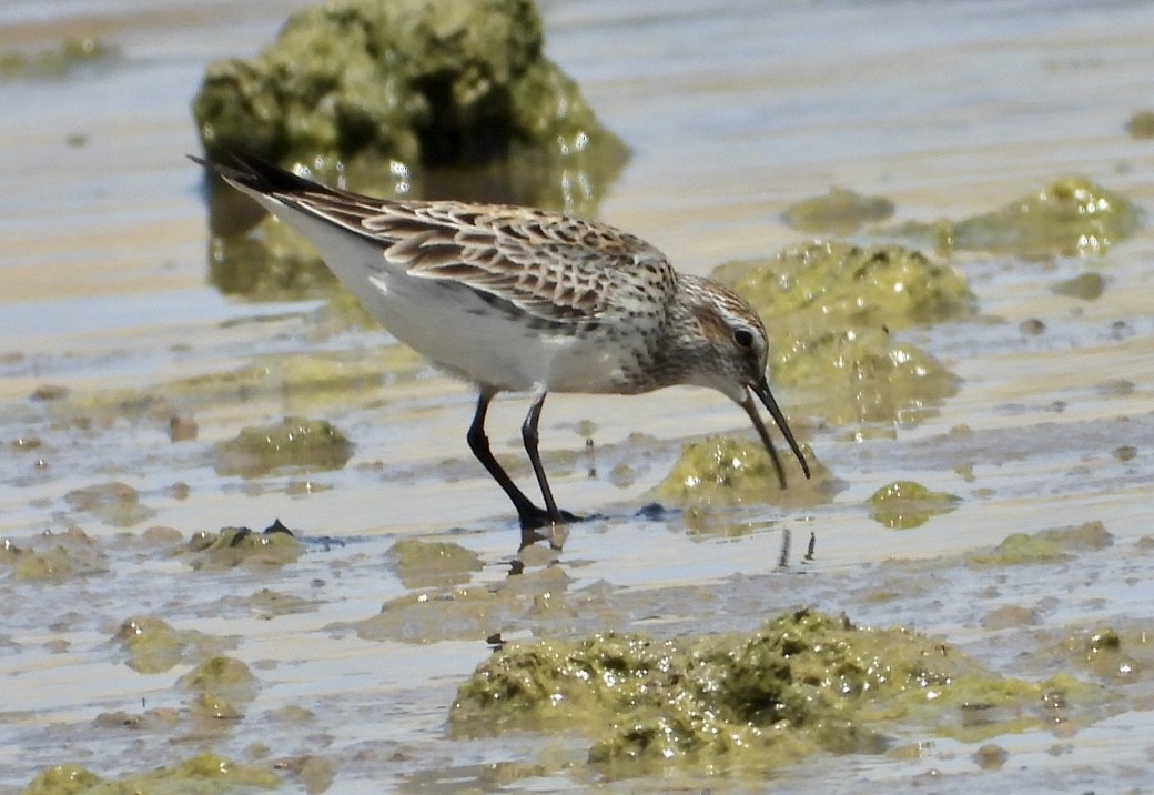 White-rumped Sandpiper - Christopher Daniels