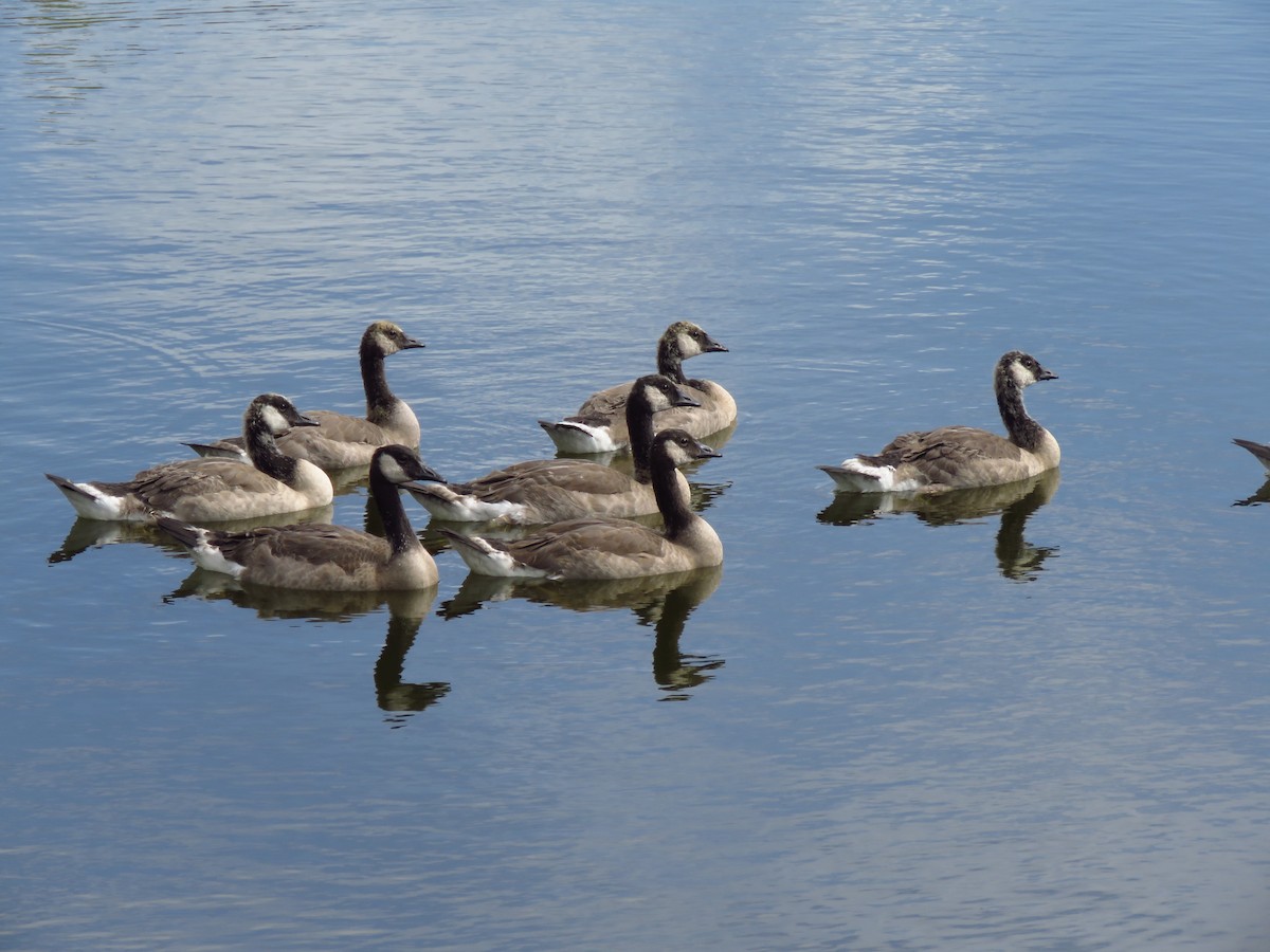 Canada Goose - Ken Orich