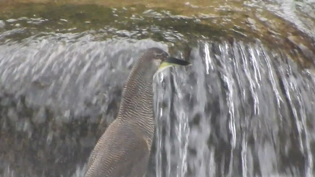 Fasciated Tiger-Heron - ML460570271