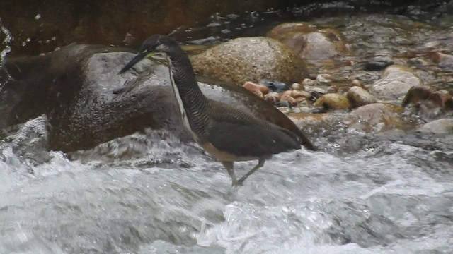 Fasciated Tiger-Heron - ML460570571