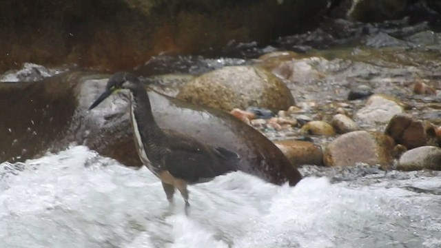 Fasciated Tiger-Heron - ML460570771
