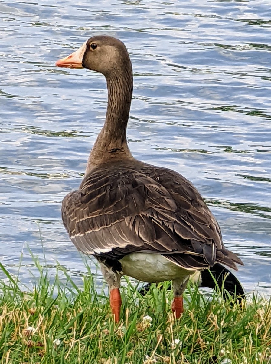 Greater White-fronted Goose - ML460570821