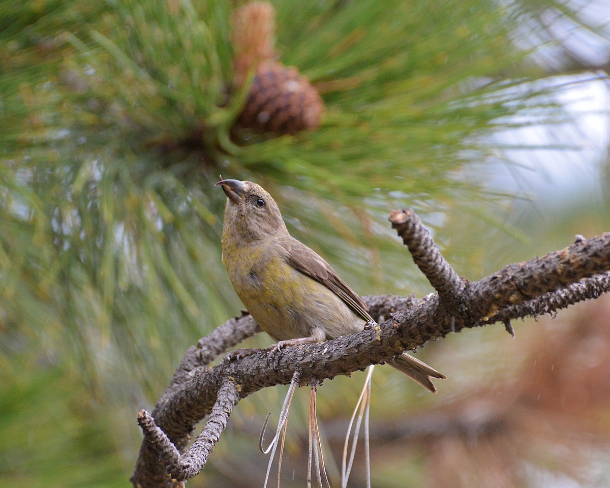 Red Crossbill - ML460571111