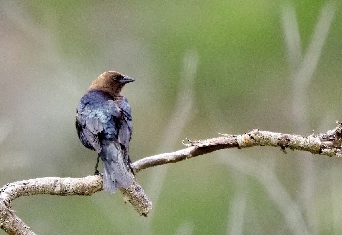 Brown-headed Cowbird - ML460571181