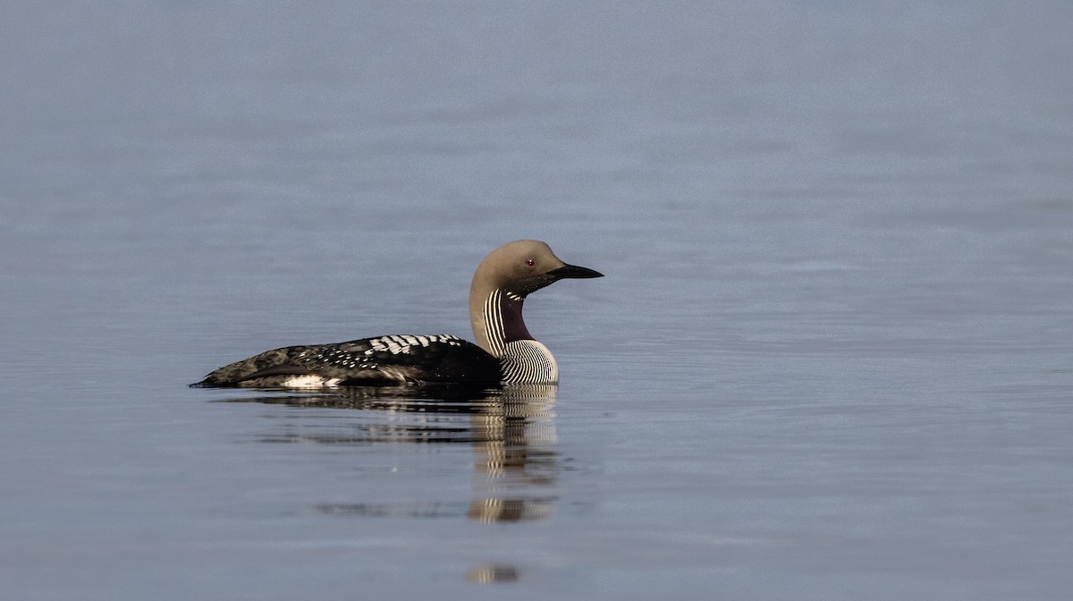 Arctic Loon - ML460571811