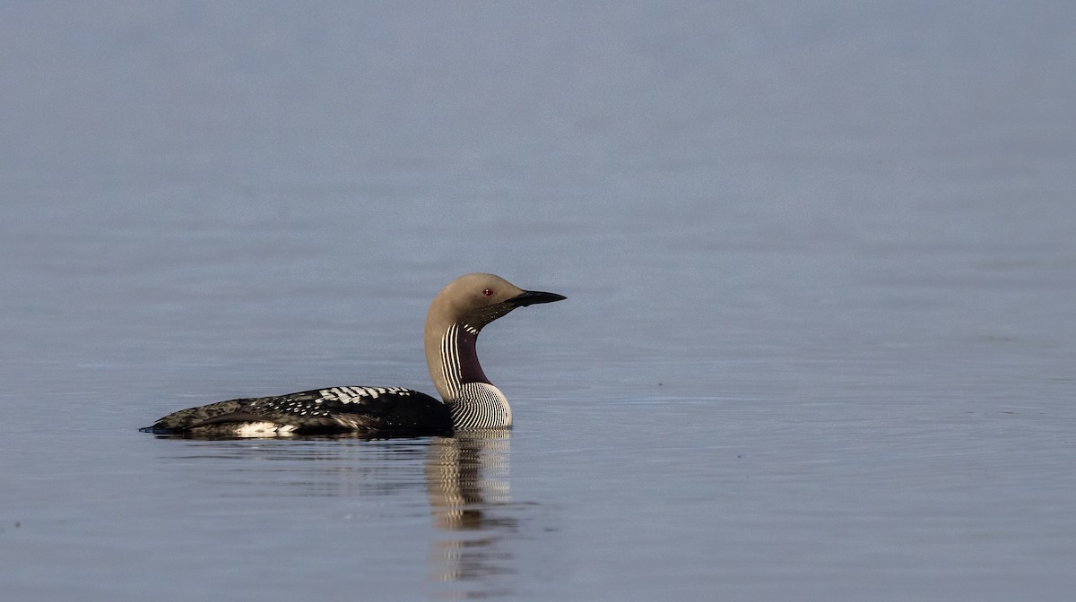 Arctic Loon - Cullen Hanks