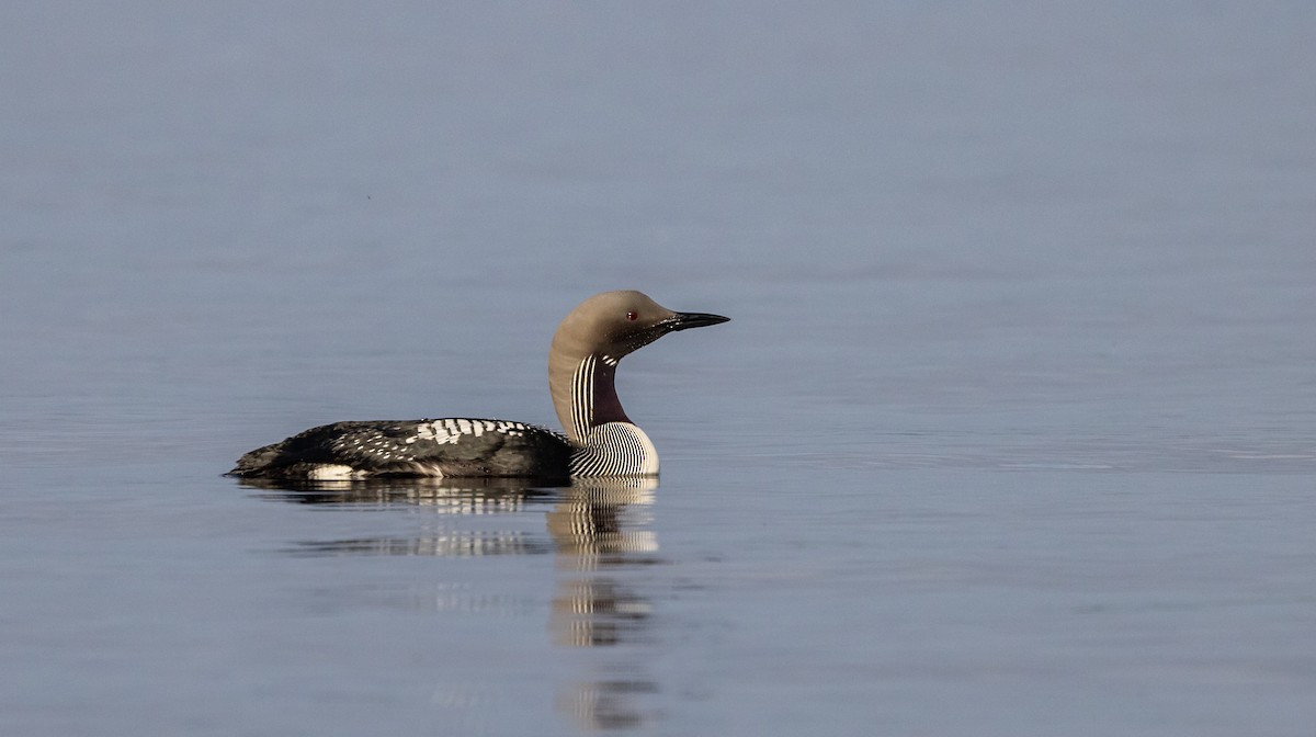 Arctic Loon - ML460571961