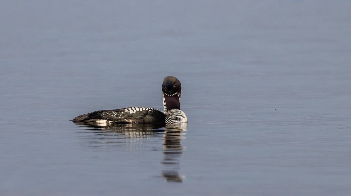 Arctic Loon - Cullen Hanks