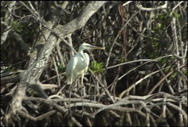 Great Blue Heron (Great White) - ML460572