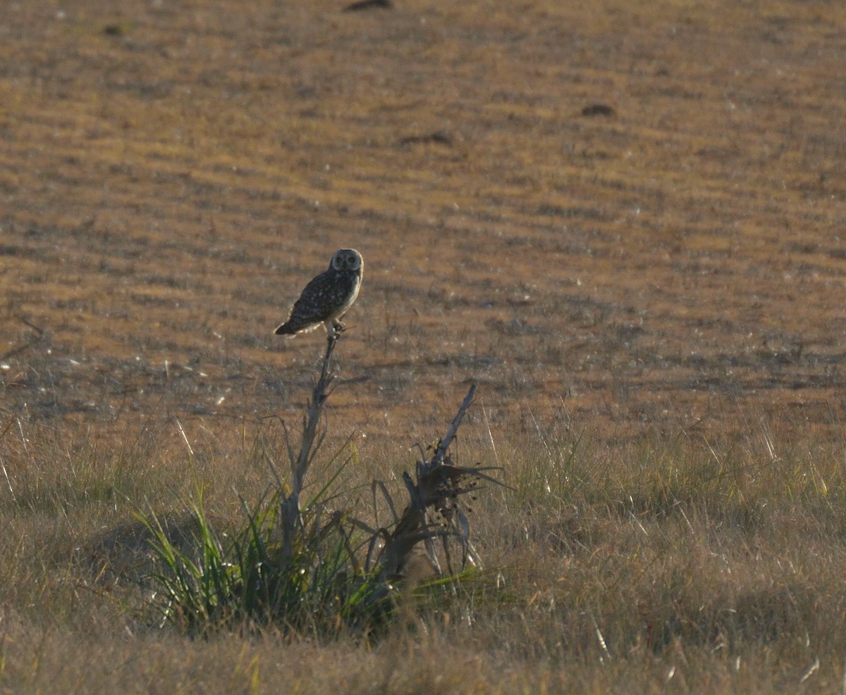 Short-eared Owl - ML460572471