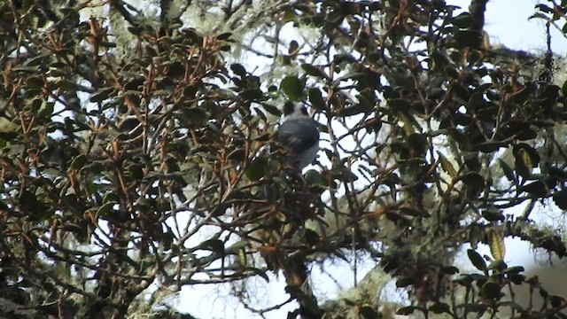 Kara Başlı Hemispingus - ML460573281