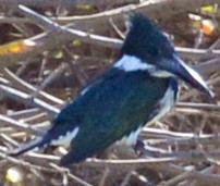 Amazon Kingfisher - ML46057531
