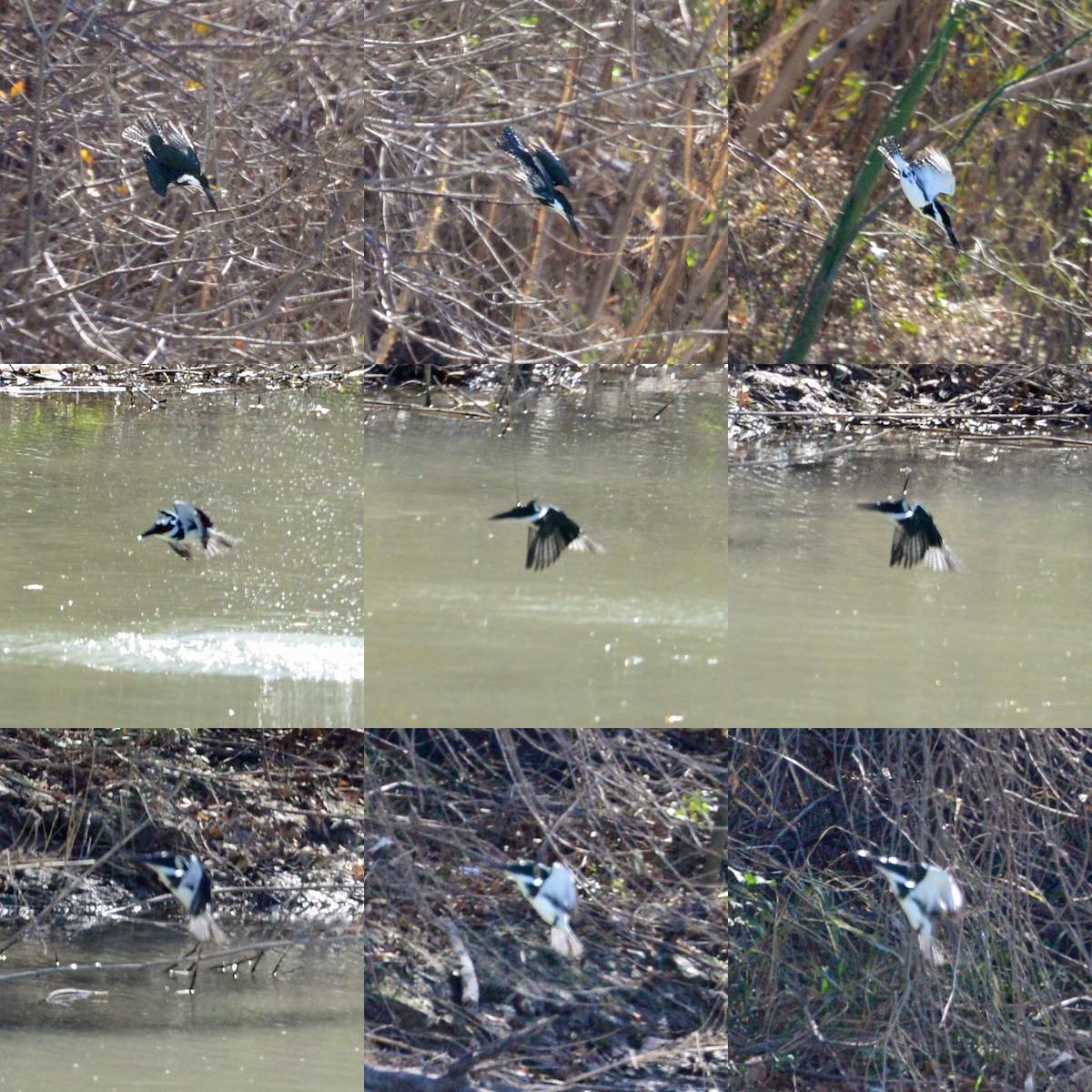 Amazon Kingfisher - ML46057541